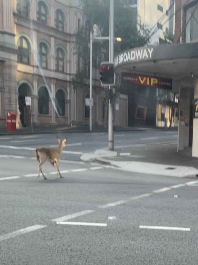 Thirsty? The deer was spotted trotting towards Bar Broadway at 7.30am. Picture: James Morrow