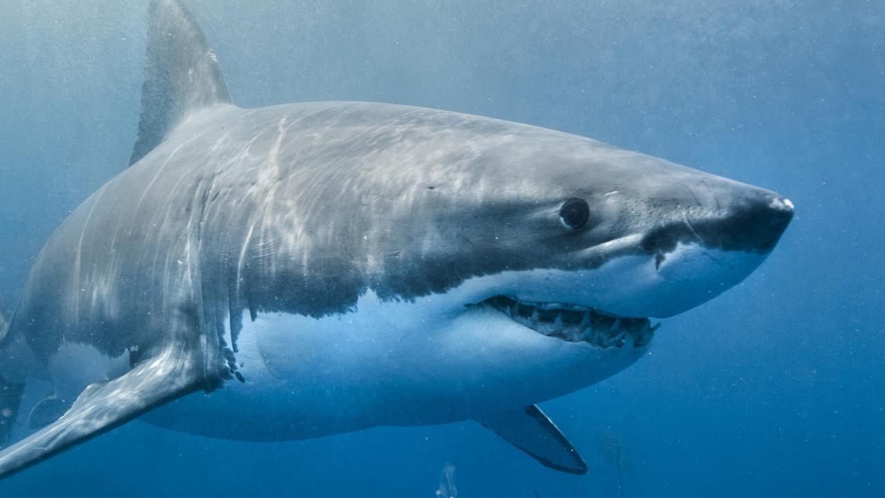 Victorian Beaches With The Most Shark Sightings This Summer 