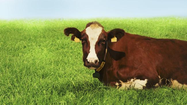 QAS said the injuries were caused in a cow “incident”. Picture: Generic/Thinkstock