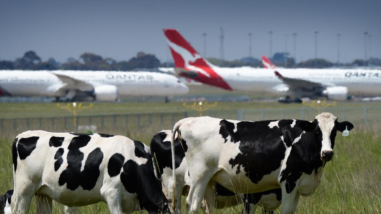 More than half the deaths involving cows or bulls were caused by blunt force contact with the animal. Picture: NewsWire / Andrew Henshaw