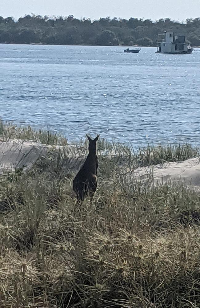 The kangaroo in Biggera Waters. Picture: John Connor