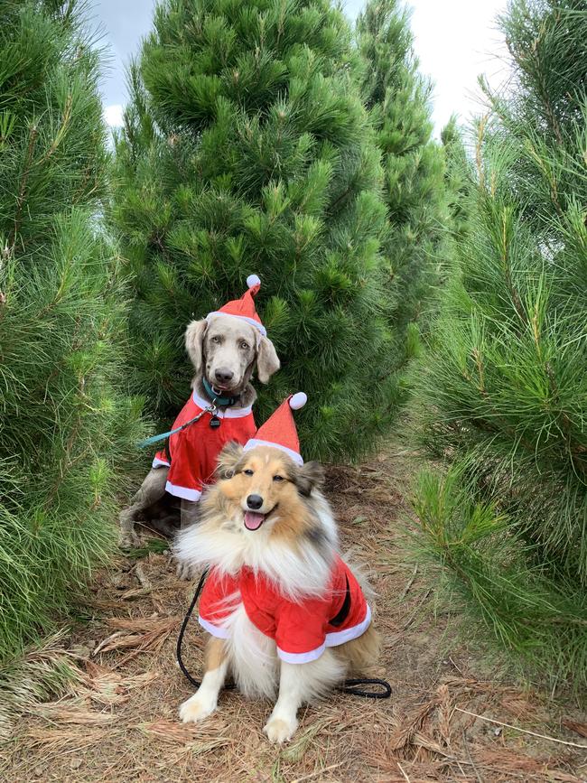 Monty and Archie pick out their tree at the Christmas Tree Farm in Somerville. Picture: Jasper