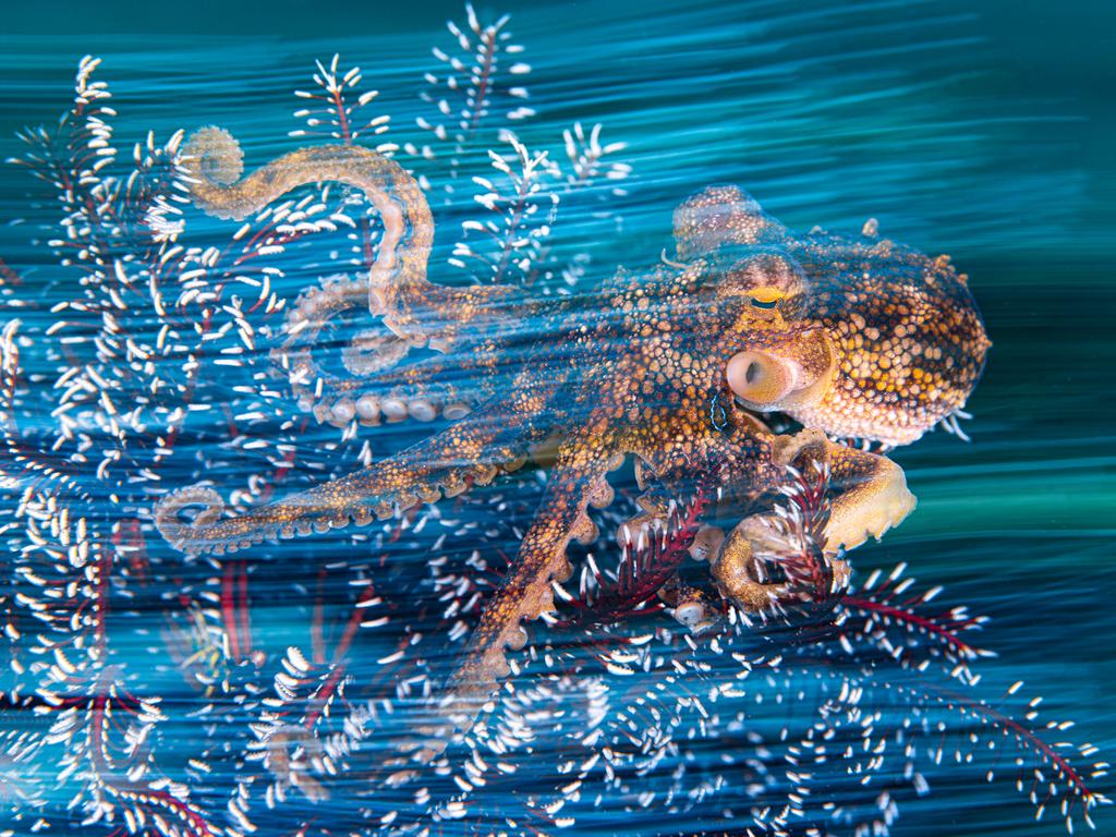 Ollie Clarke: A portrait of an actively hunting octopus reveals numerous motion lines. Indonesia