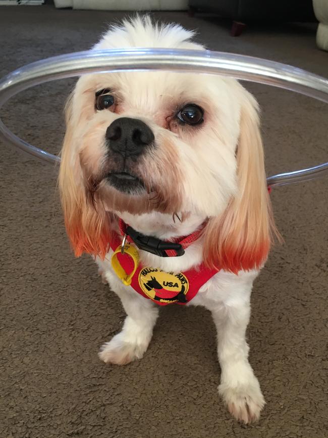 Peanut: After recently going blind, the nine-year-old pup’s new halo allows her to walk safely withoutbumping into walls and tables.