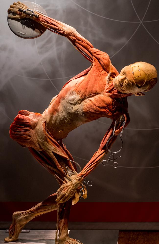 One of the many displays from the Real Bodies: The Exhibition. Picture: Supplied