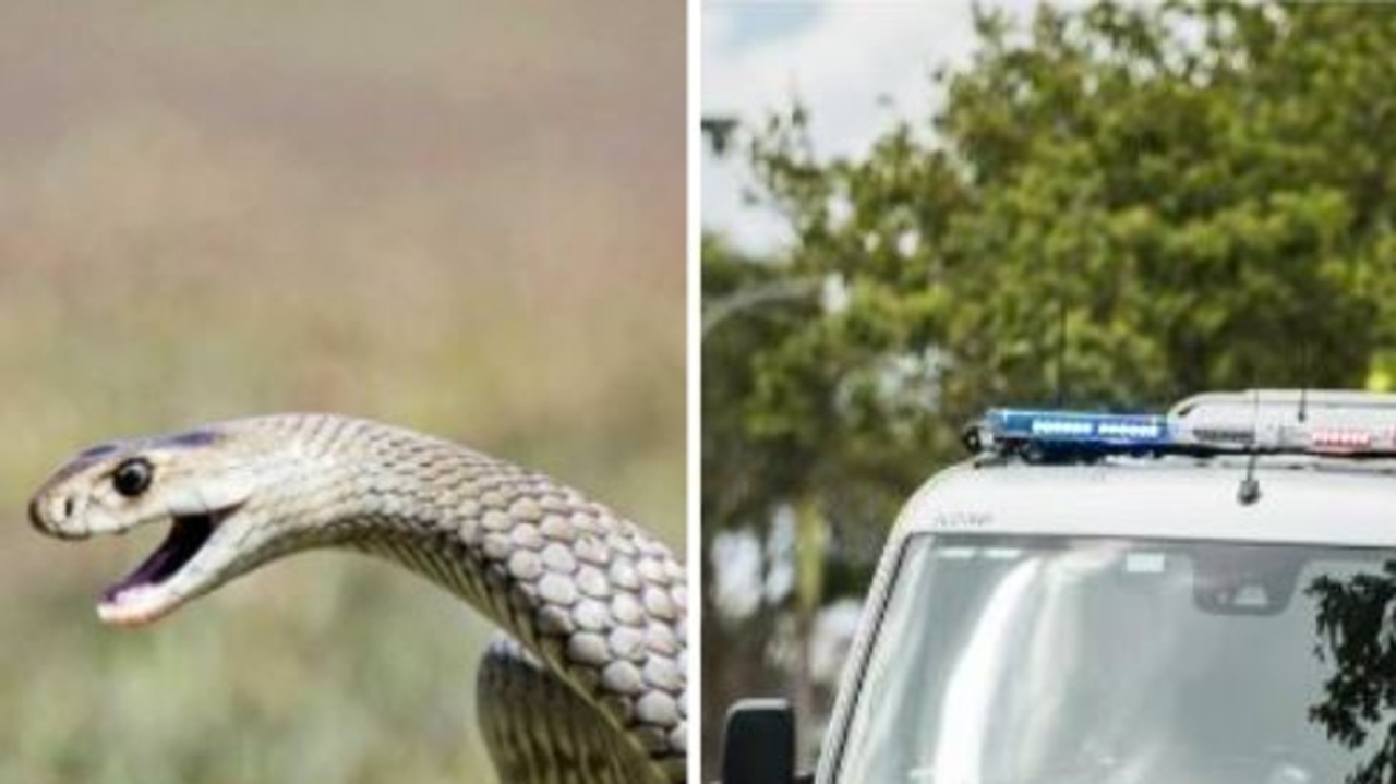 Moffatdale Woman Taken To Kingaroy Hospital After Snake Bite | The ...