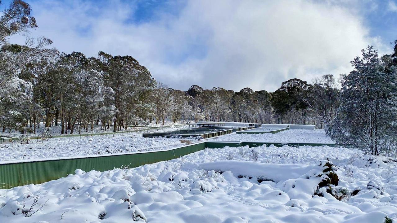 Aussie Ark’s Rangers woke to a winter wonderland, with the facility dusted in a layer of snow. Picture: Supplied