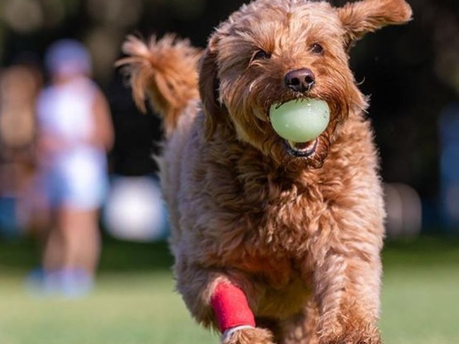 Mornington Peninsula pooches can now run free at more ovals and reserves after the local council tweaked the rules. Picture supplied