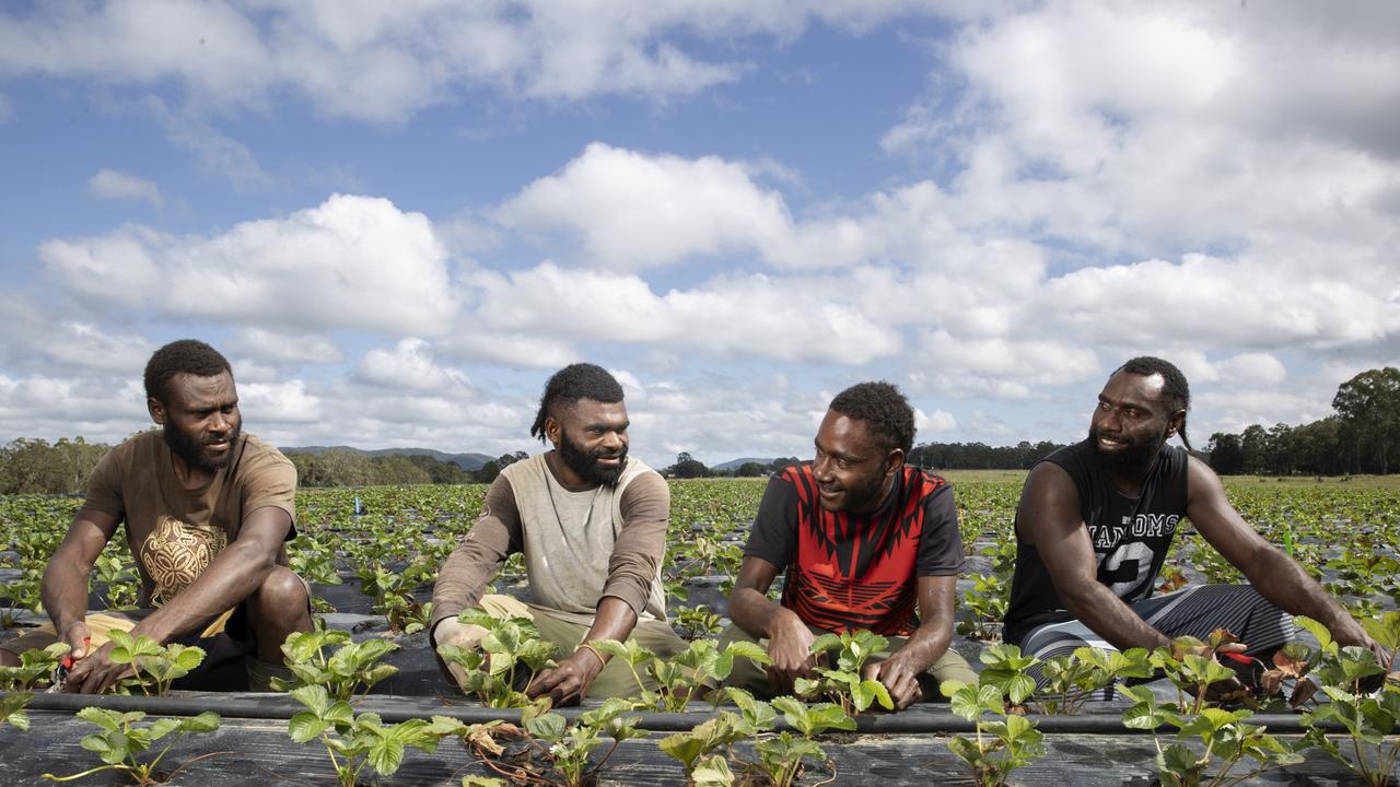 Workers Stephen Tupun, Jean Daniel Yapa, Renolt Nokia, and Michael Nanua trim strawberry plants at Wamuran. Picture Lachie Millard