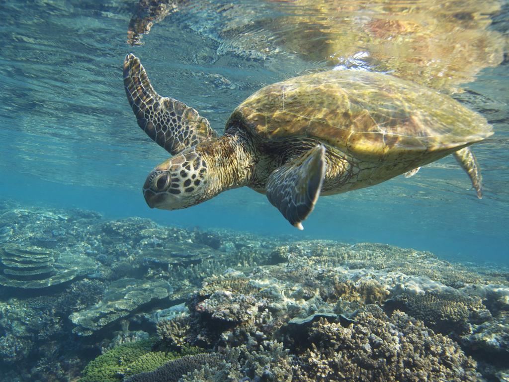 Kids News: Great Barrier Reef conservation gets thumbs up from UNESCO ...