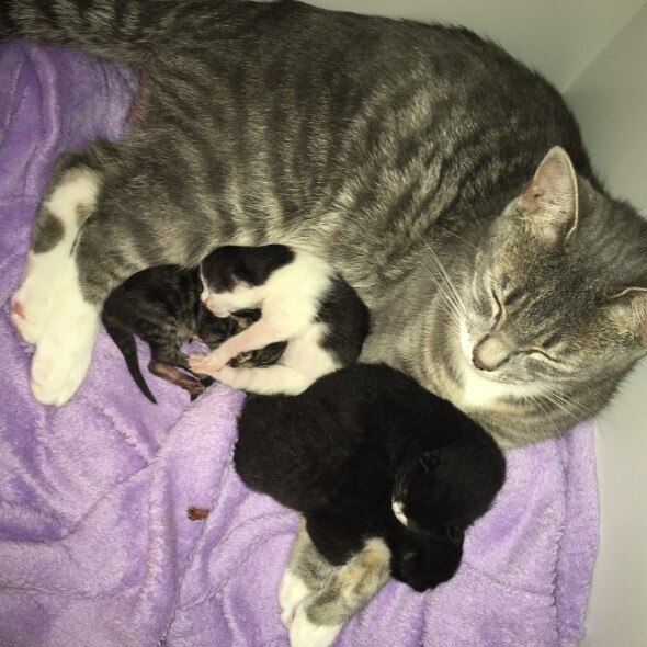 Such an experience watching my cat birth her babies in my bed at 3am Picture: Vanessa