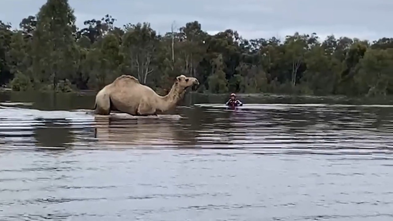 Firefighters save a stranded pet camel named Gina from raging NSW ...