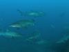 Stunning vision of pregnant grey nurse sharks