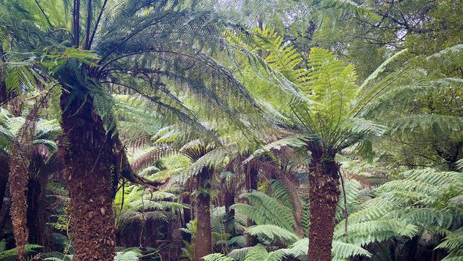 Some of the beautiful forest in South Gippsland.