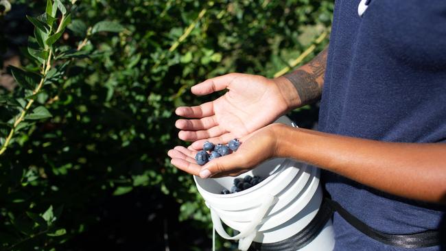 After the bluberries are picked at Tabulam, they will be sent to a Lismore industrial building for packing.