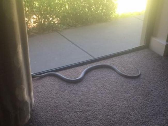 Mount Barker woman Samantha Jones had a very unwelcome visitor in the form of a 1.5m brown snake in her loungeroom. Picture: Samantha Jones