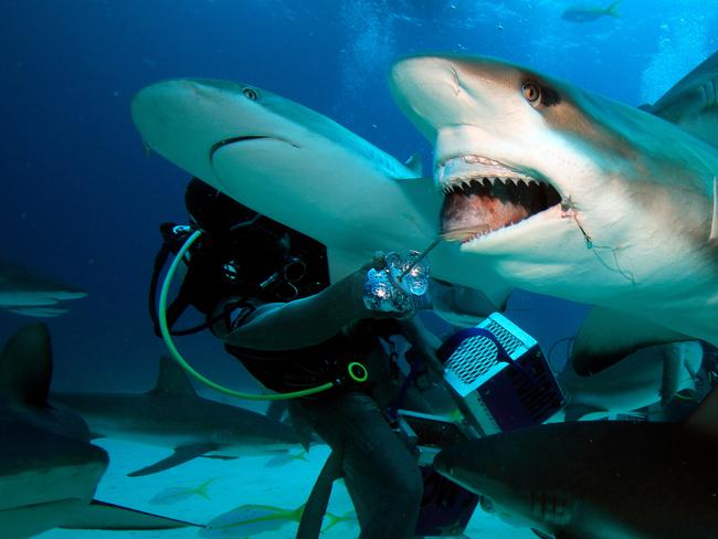 Swimming with sharks in the Bahamas | news.com.au — Australia’s leading ...