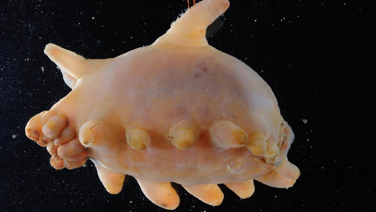 024 Sea Pig. Sea Pig (sea cucumber or Holothuroid). This was one of the most common and abundant animals in our catches. Sea cucumbers are important in processing the sediment (like earthworms on land) but their numbers worldwide have been threatened by recent fisheries.
