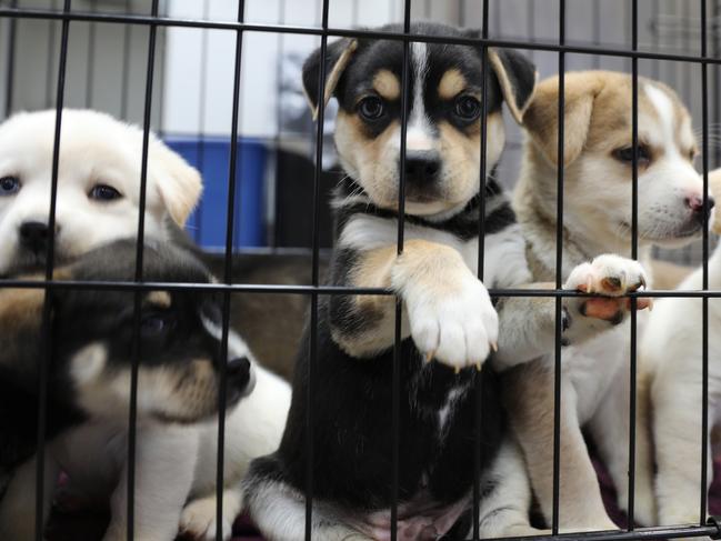 The number of reports about pets being abandoned by their owners has soared.