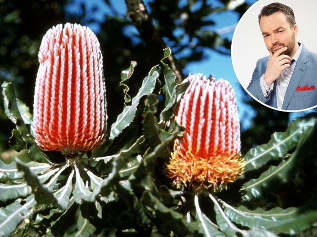 Brydon Coverdale and banksia flower