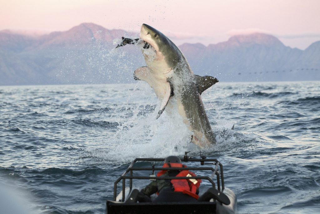 great white shark breaching hd