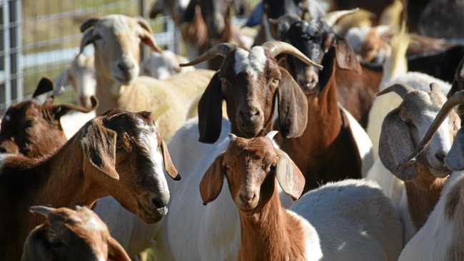 Why Is Goat Meat Growing In Popularity