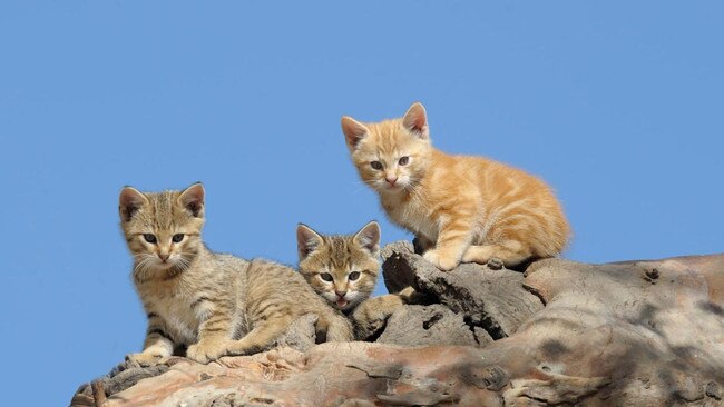 Feral kittens in South Australia. Aborigines have hunted wild cats for generations.