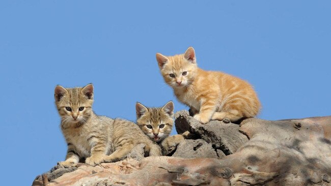 Feral kittens in South Australia. Aborigines have hunted wild cats for generations.