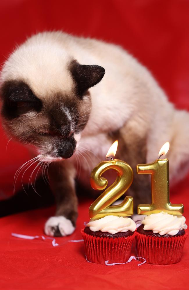 Happy 21st, Bluey. You’ve earned every cat nap. Picture: Annette Dew