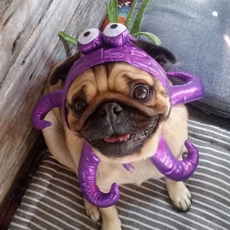 This is our boy Alfie. AKA Alfie-alfonzo, Pugtato, and in this case 'Octopug' his favourite Halloween dress up. He loves to go for a paddle on his very own boogy board at any chance he can and his favourite food is bananas. Picture: Jen Eric