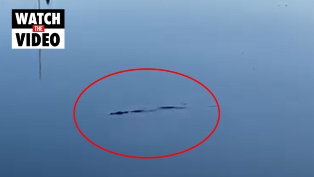 Crocodile swims in Johnstone River