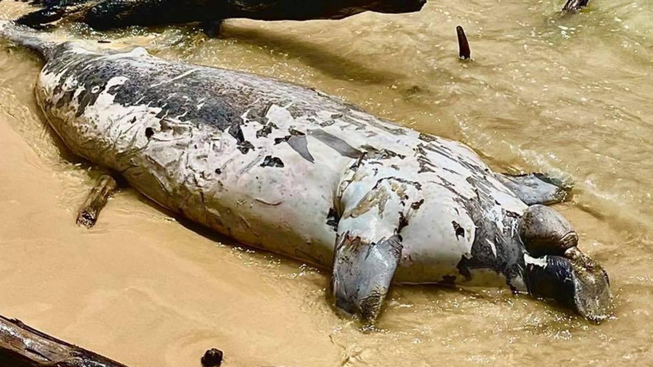 Dead dugong discovered at Inskip point by beachgoer | The Courier Mail