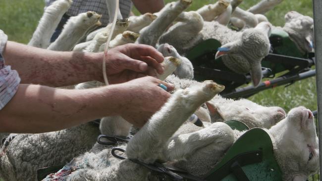 The wool industry says there have been no real alternatives to mulesing developed.
