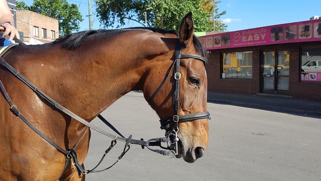 Joey and his rider at the Riverstone Cenotaph. Picture: Rosemary Phillis