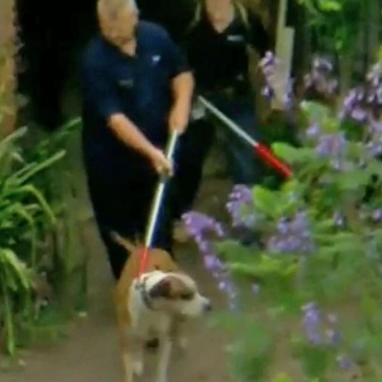 Dogs seized after mauling man to death. Picture 9 News