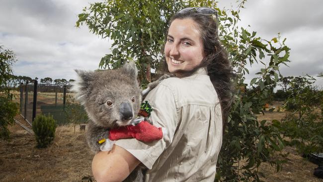 Dana Mitchell from the Kangaroo Island Wildlife Park with injured Koala Ash, 2. Picture: Simon Cross