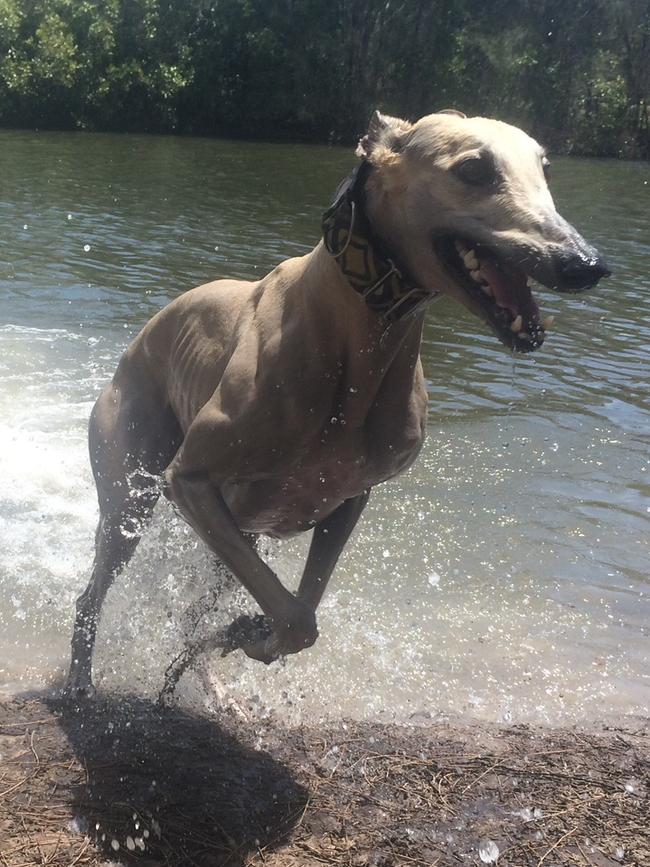 Gracey loves a splash at Tallebudgera. Picture: Amanda Robbemond