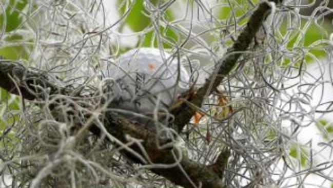 Rickie Fowler had his ball stuck up a tree during The Player's Championship.
