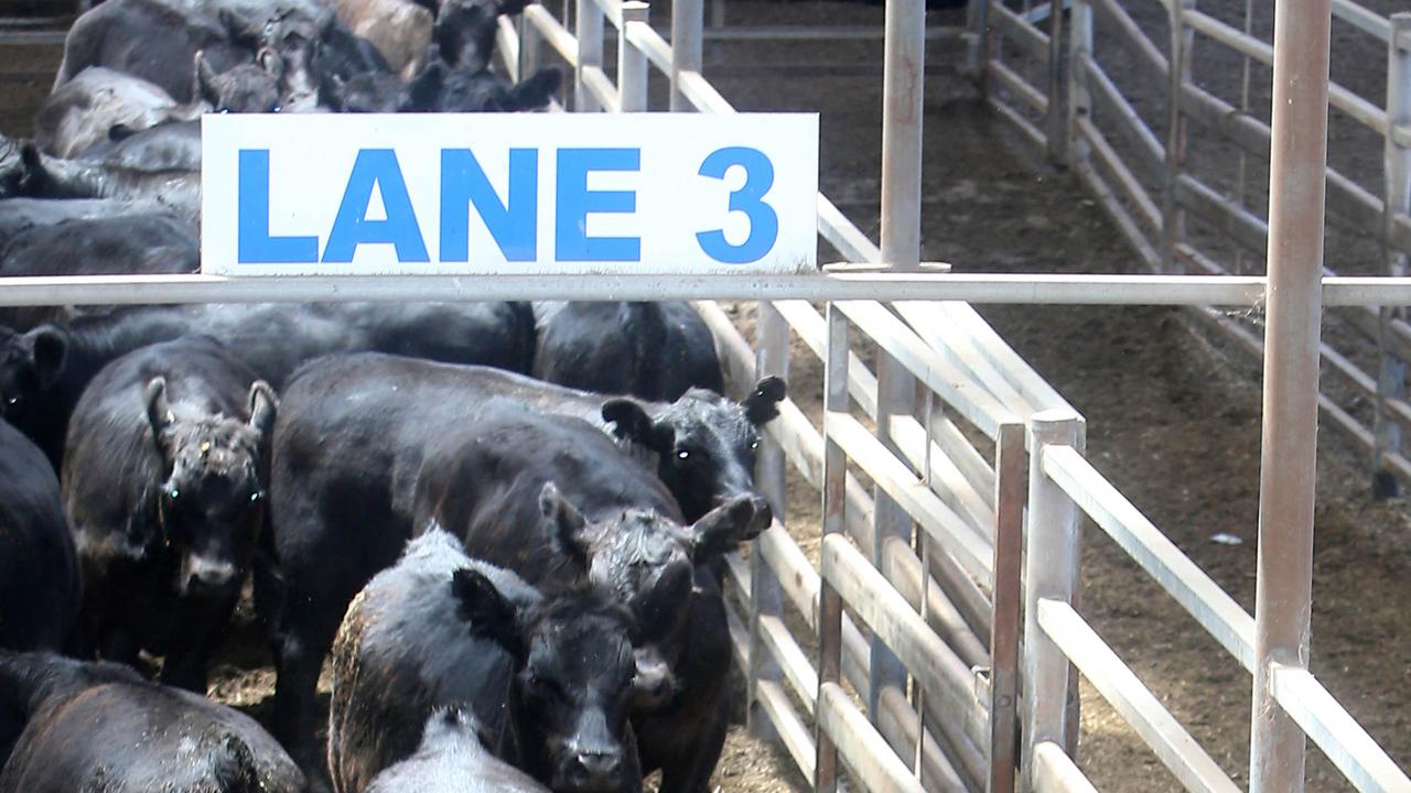 Cattle Prices Show Sign Of Life After Tough Start To 2023 | The Weekly ...