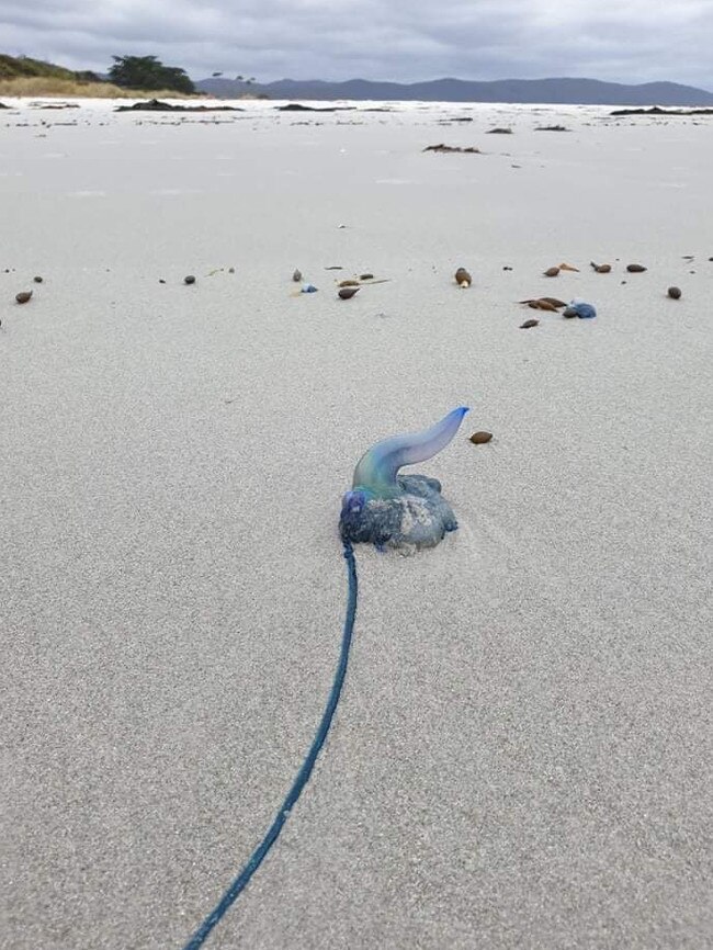 Bluebottles washed ashore on Redbill Beach, Bicheno. Picture: Libby Sutherland