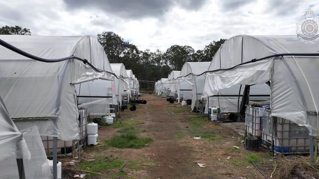 Police thanked the public for helping lead officers to the crop. Picture: Queensland Police