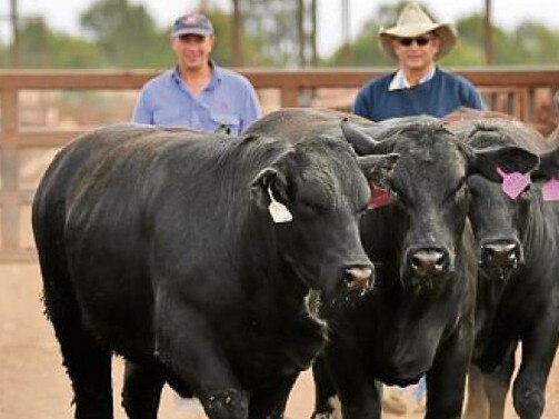 Richlister’s cattle station takes top Ekka honours