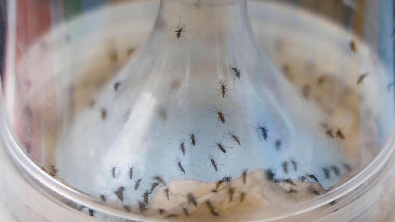 Health officials confirm dengue fever case