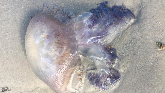 Giant jellyfish have washed up on the beach at Aldinga.