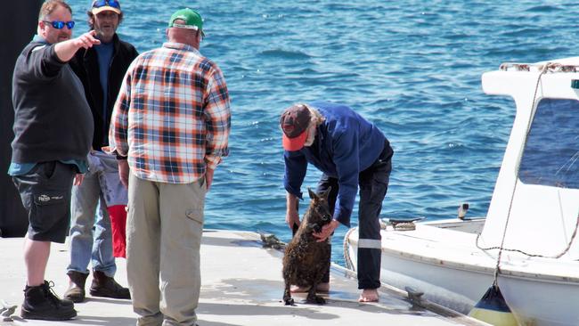 The wallaby had really laboured breathing after it was rescued. Picture: Bruce Colyer Facebook