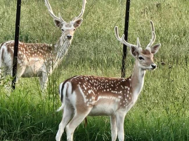 Deer sighted by residents in Harrington Park area. Picture: Facebook