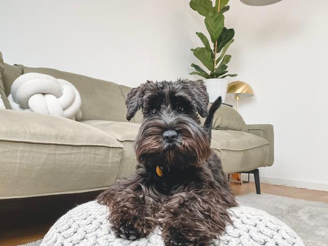 Miniature Schnauzer – ‘gorgeous little characters’.