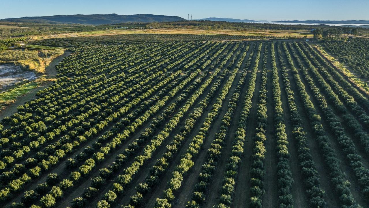 Agent Colliers is marketing three freehold properties in the Mareeba region planted with 98.79ha of Hass and Shepard avocados labelled the “Paddys Green Horticulture Portfolio.”