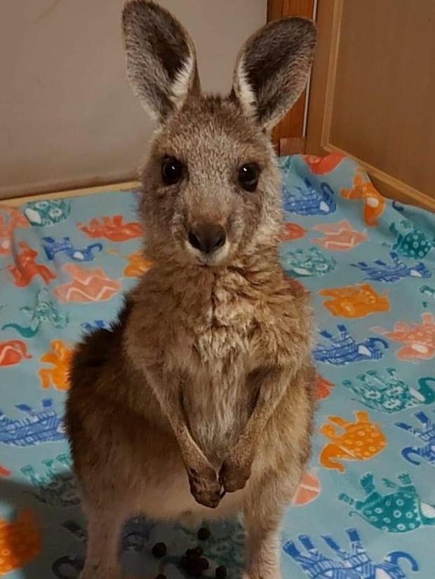 Barry the Kangaroo was rescued after being hit by a car at the Battersby Way and Churchill Park Drive intersection., Image: Sue's Roo's Rescue