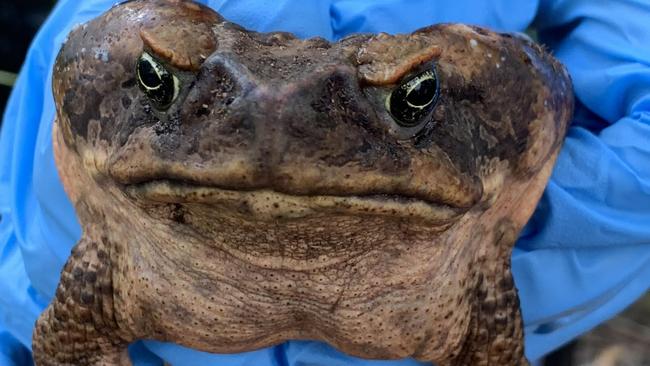 The cane toad found at Ermington.